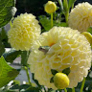 Meet your Posher, Estelle